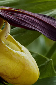 Cypripedium calceolus (Scarpetta di Venere)