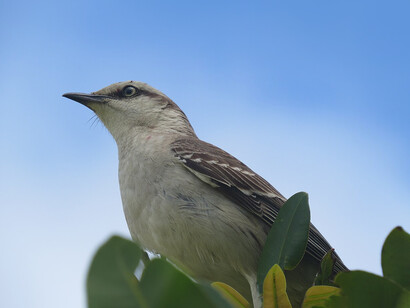 Ya libre, la calandria reconoce sin dudar, pero elige permanecer junto a los suyos