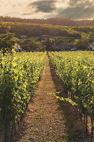 Green-leafed vines flourish in the vineyards of the Veneto region of Italy, a land renowned for its rich tradition of viticulture and winemaking