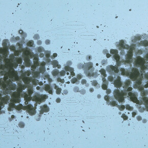 Fred Wilson, Exchange (detail), 2004. Courtesy of Crown Point Press