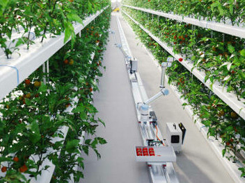 Through the integration of AI in automated hydroponic farming, agriculture is becoming more efficient, with improved crop management and rigorous quality control ensuring superior food products