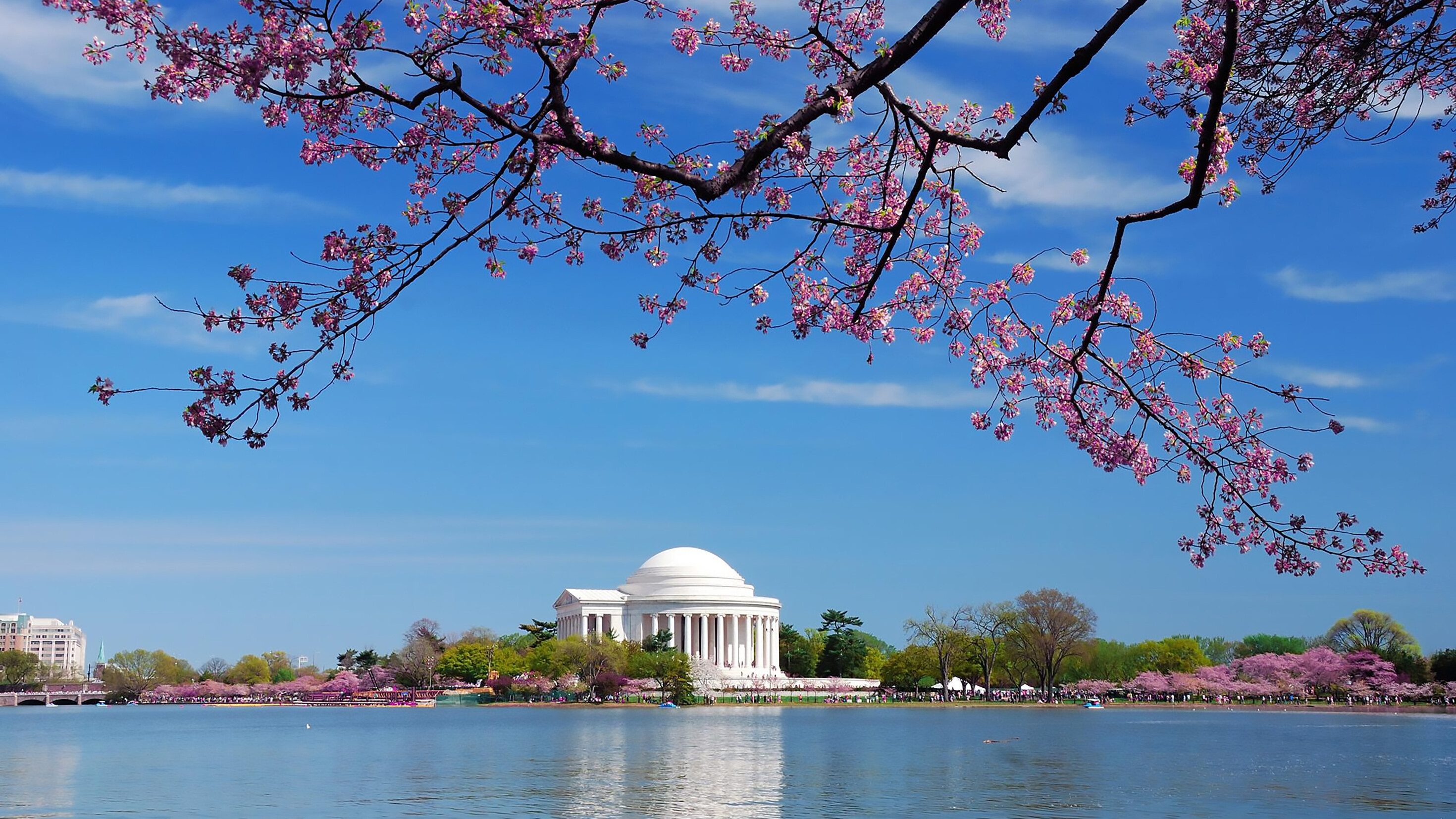 Blossoming beauty your guide to cherry blossom season Meer