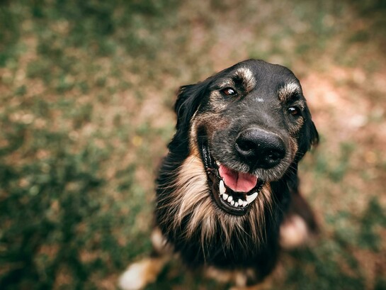 A convivência com a Cookie trouxe-lhe uma felicidade imensa e também uma redescoberta. Passava os dias a pesquisar sobre cuidados animais e ansiava pelo fim da hora de trabalho para estar com a cadela. Passou o verão de 2019 no Algarve, entre a natureza, o mar e o campo, e isto trouxe a Ana uma leveza que já não sentia há muito tempo. Foi ali que percebeu que aquela era a vida que queria levar — ligada às suas origens, ligada ao que realmente a fazia feliz