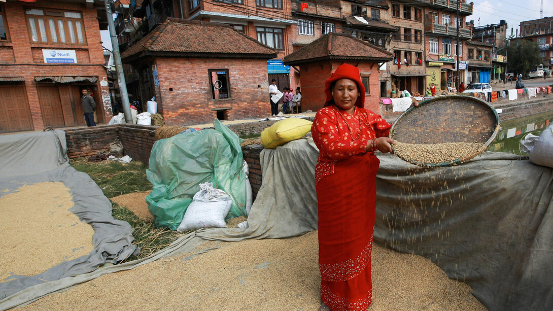 A woman carefully filters sun-dried crops under the warm Terai sun in Nepal, showcasing the region’s rich agricultural traditions and daily rhythm of rural life
