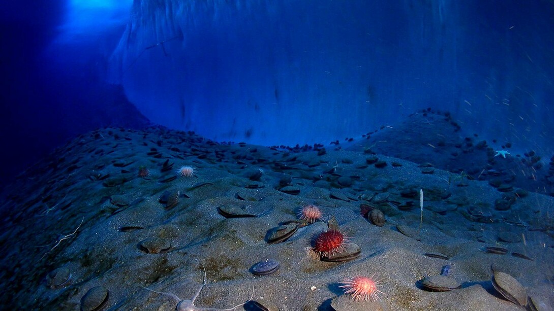 Immagine di una parete di ghiaccio e del fondo dell'oceano, New Harbor, McMurdo Sound, Antartide