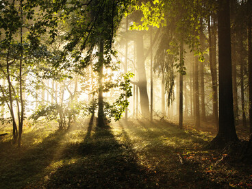 Sunlight illuminating a quiet forest path, reflecting the emergence of your inner north 
