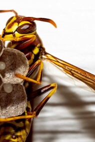 Bacia de salada coberta com embalagem de cera de abelha