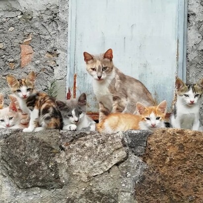 Nuvola e la colonia felina del borgo di Sipicciano (frazione di Graffignano), Viterbo, Italia. Foto di Antonio Arévalo
