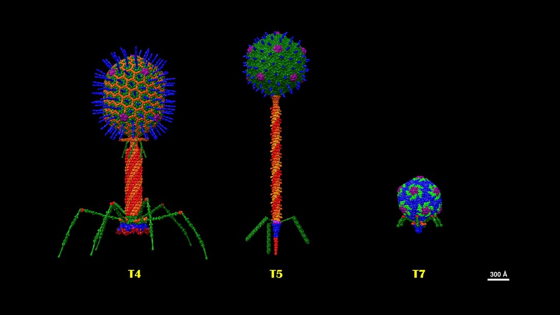 Ordine Caudovirales. Strutture dei batteriofagi T che rappresentano i sette tipi T dei fagi Escherichia coli descritti da Max Delbruck negli anni '40. T4 della famiglia Myoviridae, T5 della famiglia Siphoviridae e T7 della famiglia Podoviridae. Le strutture sono state costruite a partire dai singoli file della banca dati delle proteine (pdb) nel software UCSF Chimera, aggiornati al 2024 e in scala reale. Di Dr. Victor Padilla-Sanchez, PhD