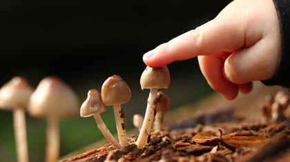 A hand reaches toward mushrooms growing in the soil