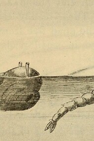 "Larva y mosquito adulto", ilustración publicada en el libro "Salud en la casa y la ciudad", 1912