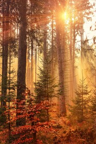 L'autunno, con il suo foliage ricco di colori, ci ricorda che il ritmo della Terra è un flusso armonioso di pienezza e leggerezza, dove ogni ciclo si conclude senza sforzo