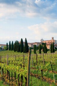 Vigne in Franciacorta