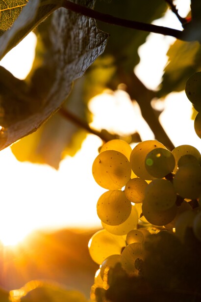 Ribolla Gialla. Floreale e fresca, è l’anima leggera e raffinata dei Colli e del Carso, capace di esprimere grande verticalità e delicatezza aromatica