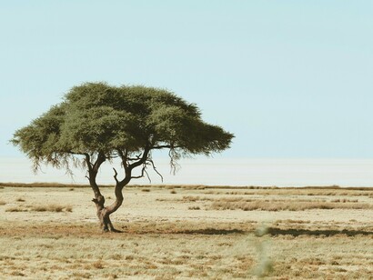 A solitary tree in the desert stands as a symbol of resilience amid the emptiness of unmet desires