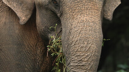 Asian Elephant in Kumana National Park (c) Gehan de Silva Wijeyeratne