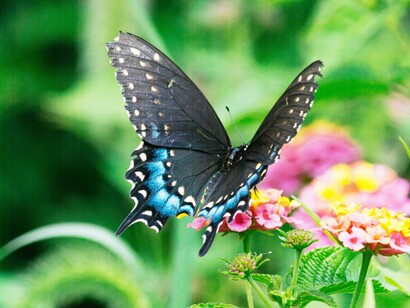 Fragility and beauty, born of the same cosmic forces as stars and storms