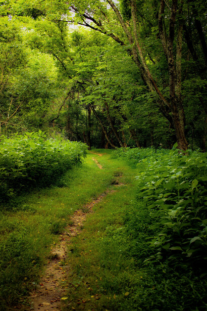 Hiking blends movement, exploration, and mindfulness, turning a walk into an experience that refreshes both body and mind