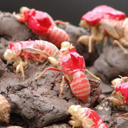 Sumer Erek, The Sound of Cicadas on five finger mountains, 2015, installation mixed media, 74 x 107 x 75 cm