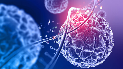Larger and longer-lived organisms require more cumulative cell replications to build and maintain their tissues