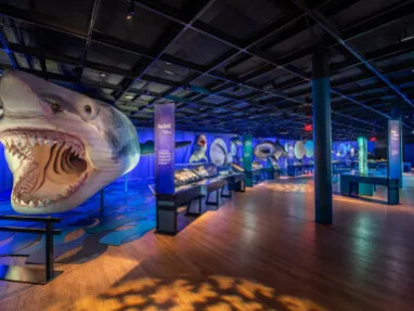 Sharks, exhibition view. Courtesy of ROM
