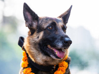Kukur Tihar: Nepal’s Festival Honoring Dogs. On the second day of the Hindu festival Tihar, dogs are celebrated for their loyalty and devotion, and are honored as companions, guardians, and friends