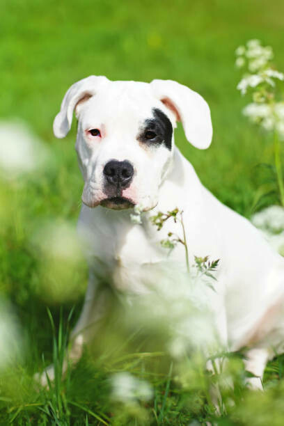 En su figura se condensan las paradojas nacionales: fuerza sin rumbo, belleza incomprendida, ternura cubierta por una máscara de dureza