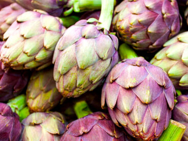 La forma compatta, il colore verde intenso con sfumature violacee e la quasi totale assenza di spine lo rendono facilmente riconoscibile