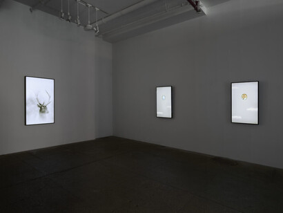 Robert Wilson, Animals, exhibition view. Courtesy of Winston Wächter Fine Art