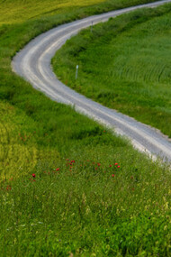 Il percorso di Eroica Montalcino è tra le colline della Val d'Orcia,  patrimonio Unesco