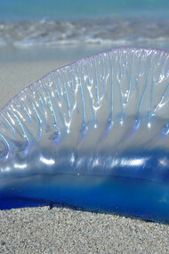 Physalia Phisalis, bella e velenosa