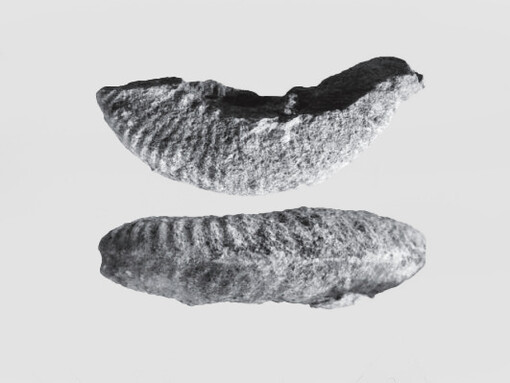 Ammonites encontrados en la Formación Chocolate, Arequipa, Perú