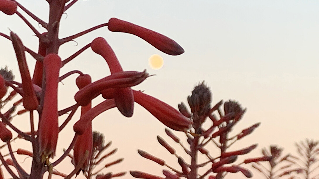 Brigitte Moeckli, Moon bubble III (detail), 2025. Courtesy of Walter Wickiser Gallery