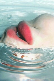 Yoko Ogawa, L’isola dei senza memoria. In un tempo non precisato, su un’isola senza nome l’intera popolazione progressivamente smette di ricordare