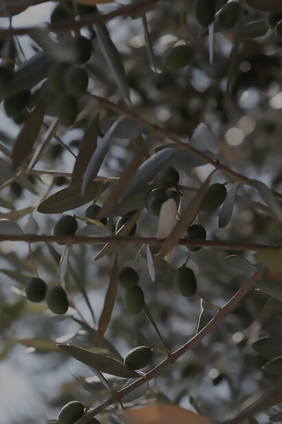 Olive tree in Barbariga, Chorvátsko