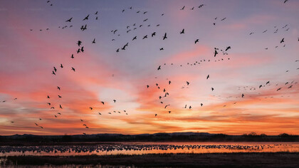 La alegría es la percepción colorida de la vida y del mundo. Sin alegría, el ser humano no se expande hasta el punto de ir más allá de sí mismo