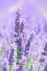 Lavander fields around Grasse