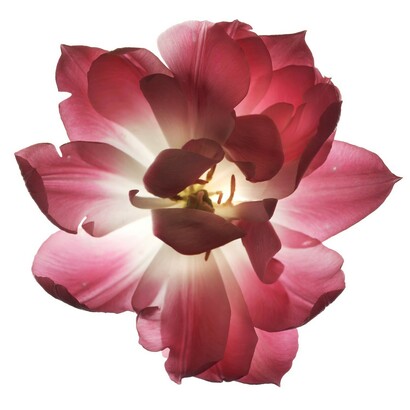 Chad Kleitsch, Flower 60 white series. Courtesy of Anne Loucks Gallery 
