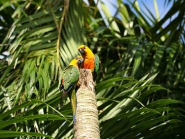 A pauta cai como uma luva no colo do governo do presidente Lula. Conhecido pelo apoio às pautas de preservação ambiental, esse evento vai fornecer o palanque para o marketing ambiental.  O governo, que está em recuperação de sua popularidade e de suas pautas, precisa do máximo de palanques possível