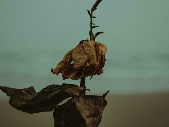 Sabemos bem que a vida nem sempre nos responde como desejamos. O curioso — ou instigante — é que, diante desses pormenores, sempre damos um jeito de nos ajustarmos ao fluxo contínuo que chamamos de vida. Também é sabido que a morte faz parte desse mesmo fluxo. E, mais uma vez, ronda o nosso espaço. Surge discreta, como quem nada quer