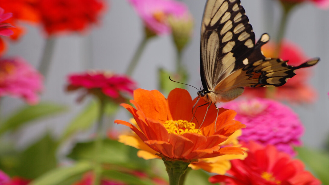 Butterfly 2014 by Jen Thomas, digital photography 11” x 14” ©Jen Thomas