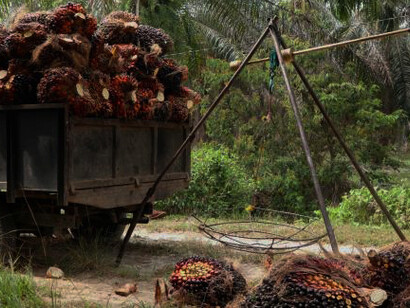 Palm fruits spill, vividly representing palm oil production