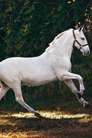 Le cheval blanc devient véhicule d’Espérance, portant l’élan d’un exil volontaire