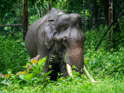 The total number of lifetime cell divisions reflects body size, growth rate, tissue turnover rate, and lifespan