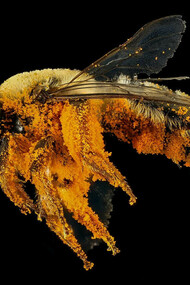 Ape bottinatrice ricoperta di polline