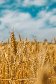La coltivazione del grano inizia con la scelta del terreno giusto, una semina attenta e il rispetto dei tempi della natura