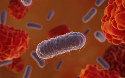 Bacteroides Dorei, stäbchenförmiges Darmbakterium, absorbiert schnell PFAS