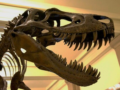 Tyrannosaurus Rex giovane, noto anche come Nanotyrannus, esposto al Carnegie Museum of Natural History di Pittsburgh, Stati Uniti