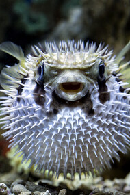 Pez globo: bajo esta denominación se incluyen decenas de especies diferentes que incluyen al 'mataperrita' venezolano y al fugu japonés