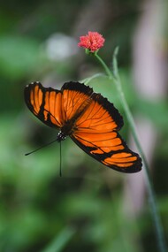 Em muitas culturas, a borboleta é símbolo de transformação e renascimento, pois passa por uma metamorfose completa desde a fase de lagarta